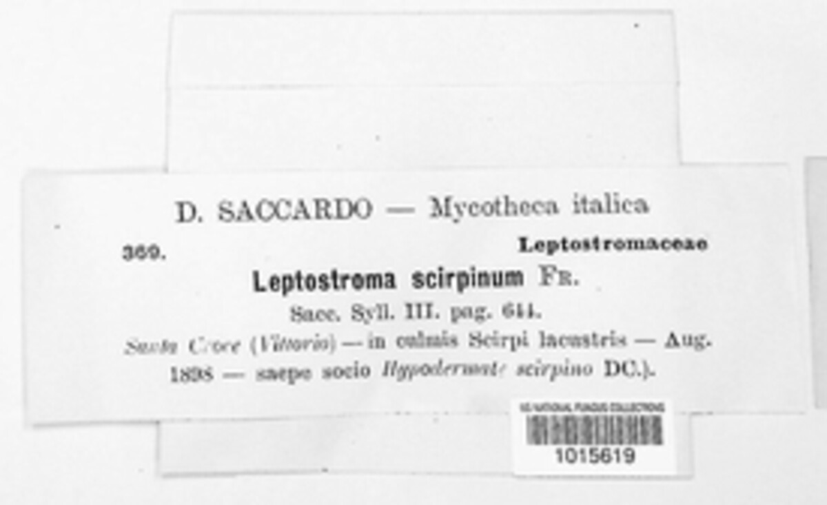 Hypohelion scirpinum image